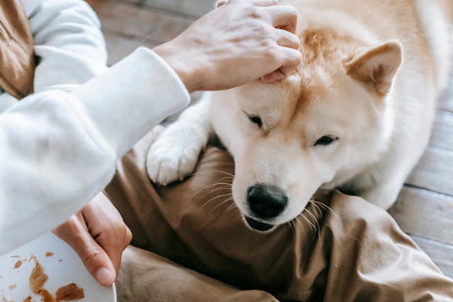 akita inu